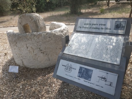 В праздник Шавуот по всей стране проходят фестивали сыров и вина, а Еврейский Национальный Фонд приглашает всех желающих познакомиться с историей виноделия в нашей стране. 